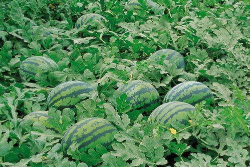 沔水湾广场吃瓜,夏日吃瓜盛宴,畅享清凉时光