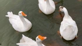 鹅鹅吃瓜视频,揭秘娱乐圈幕后故事