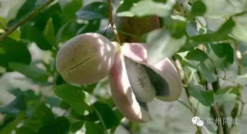 吃八月瓜怎么吃,解锁美味新体验