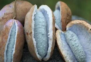 吃八月瓜怎么吃,解锁美味新体验