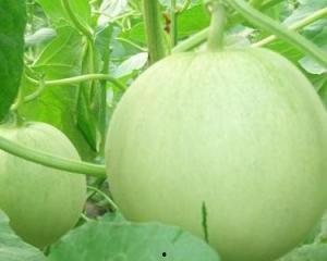 孕妇吃田瓜,田瓜助力孕妇健康营养