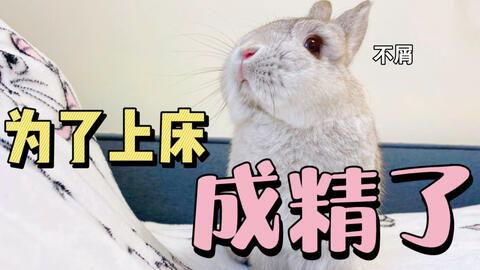 吃瓜的兔砸,揭秘娱乐圈那些不为人知的幕后故事