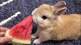 吃瓜的兔砸,揭秘娱乐圈那些不为人知的幕后故事