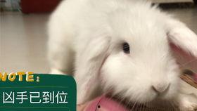 吃瓜的兔砸,揭秘娱乐圈那些不为人知的幕后故事