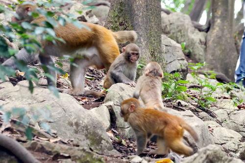 猴群吃瓜图片,共享夏日清凉时光