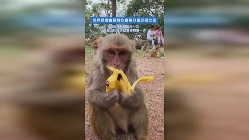 猴群吃瓜图片,共享夏日清凉时光