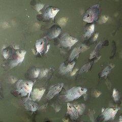 鱼苗吃生瓜行吗,生瓜能否成为鱼苗的美食