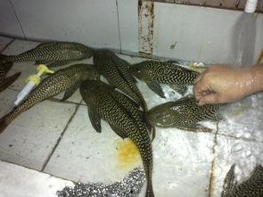 鱼苗吃生瓜行吗,生瓜能否成为鱼苗的美食