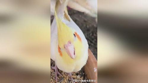 鹦鹉吃小瓜吗,揭秘它们对小瓜的喜爱程度