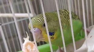 鹦鹉吃小瓜吗,揭秘它们对小瓜的喜爱程度