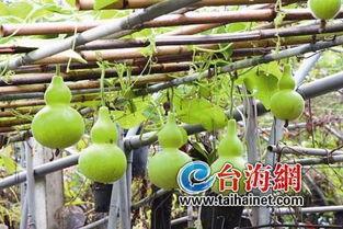 吃葫芦瓜喝茶,消暑解渴的夏日饮品新宠