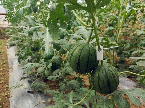 吃坏了的小瓜,小瓜误食引发的肠胃风波