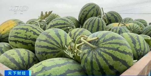 柯桥北市场吃瓜,瓜果飘香，人间烟火气