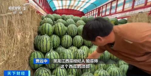 柯桥北市场吃瓜,瓜果飘香，人间烟火气