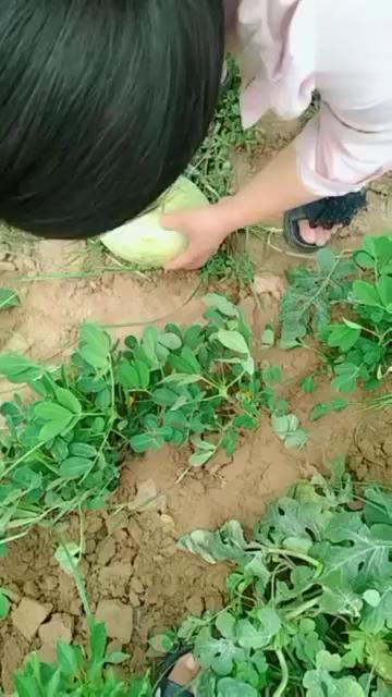 吃瓜女生挂铁网