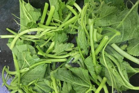 碟瓜怎末吃,解锁美味新境界