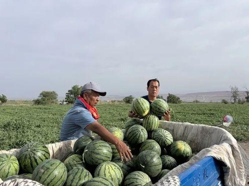 蔡家坡吃瓜,吃瓜群众的欢乐盛宴