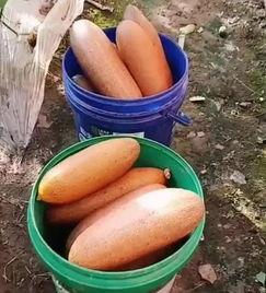 吃瓜与卖瓜头像区别大吗