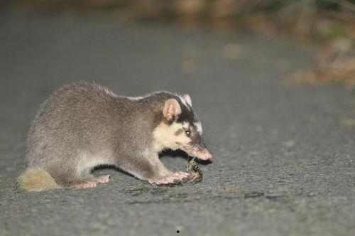 猹偷瓜吃,一场夏夜偷瓜趣事
