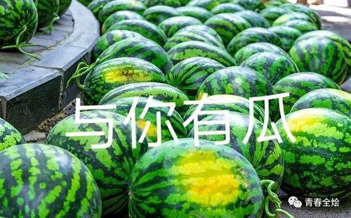 各校吃瓜,揭秘各校吃瓜盛况