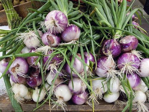 什么人不可以吃瓜拿纳,哪些人不宜食用瓜拿纳