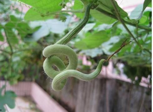 吃蛇瓜好吗,探索蛇瓜的营养价值与食用益处