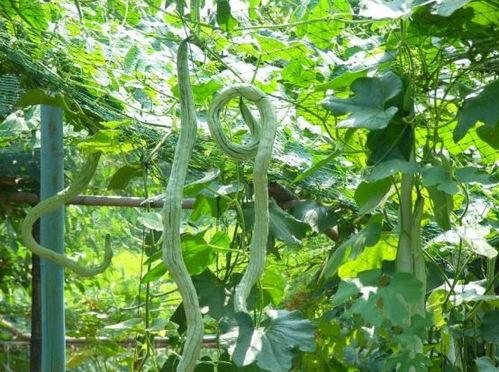 吃蛇瓜好吗,探索蛇瓜的营养价值与食用益处