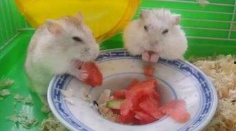 卧槽吃瓜视频完整