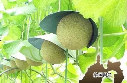 吃瓜群众秒变瓜农,从吃瓜群众到瓜农的华丽转身