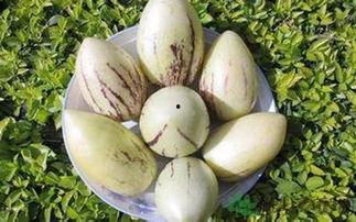 保胎吃茄瓜,天然营养守护母婴健康