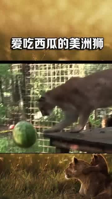 美洲狮吃瓜,探索它们对西瓜的喜爱之谜