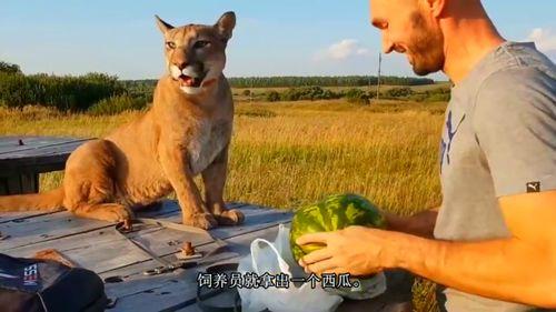 美洲狮吃瓜,探索它们对西瓜的喜爱之谜