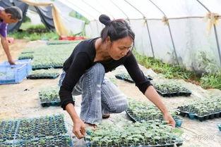 吃瓜喂牲口,传统农耕智慧在现代农业中的应用与传承