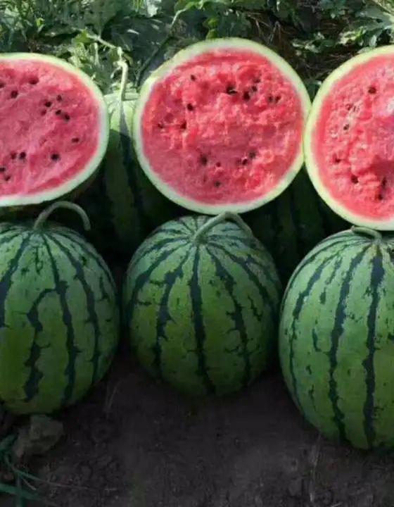 河北吃大瓜,大瓜的独特风味与地方特色