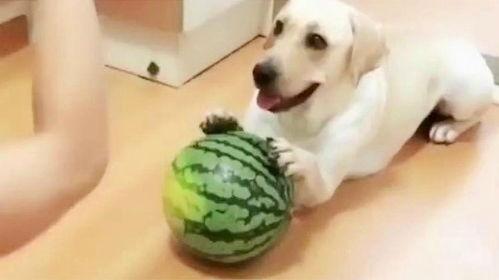 一犬吃一瓜,探寻犬类饮食习惯的奥秘