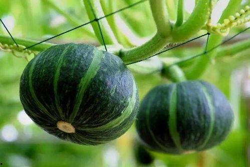 云霄吃瓜图片高清,高清图鉴揭秘瓜田风光