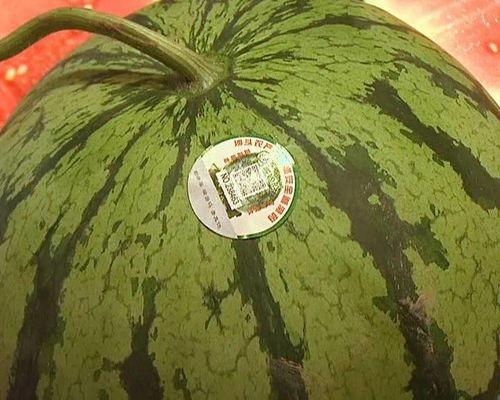 吃瓜高端说法,揭秘高端吃瓜艺术的魅力与奥秘