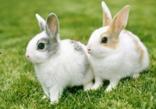 福兔吃瓜,揭秘年度热门话题背后的趣味与真相