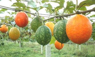 吃吊瓜放屁多,揭秘吃吊瓜放屁多的奇妙现象