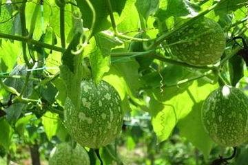 吃吊瓜放屁多,揭秘吃吊瓜放屁多的奇妙现象