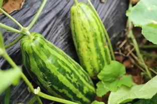 吃瓜的深层意思,揭秘“吃瓜群众”背后的社会现象与心理解读