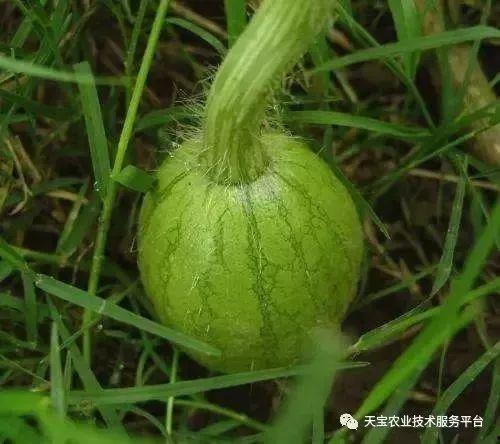 裂瓜水果怎么吃,裂瓜水果的多样食法探索