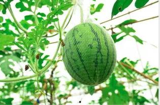 裂瓜水果怎么吃,裂瓜水果的多样食法探索