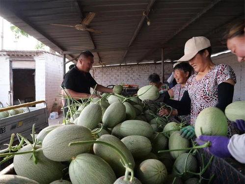 正井吃瓜,揭秘井底世界里的清凉一夏