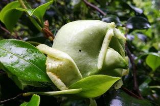 丽水吃瓜新闻,揭秘当地热点事件背后的真相