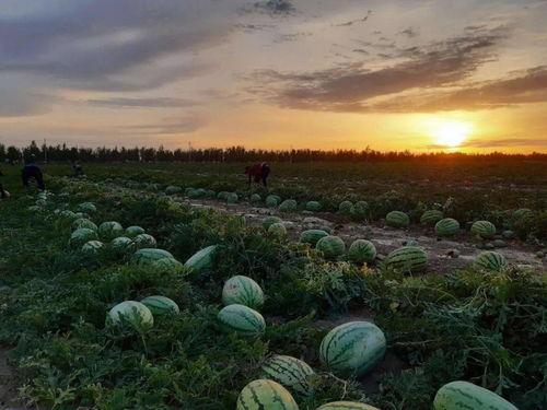 立秋爬山 吃高山瓜