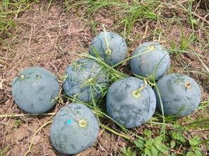 盘锦布车吃瓜,夏日里的瓜香四溢美食之旅