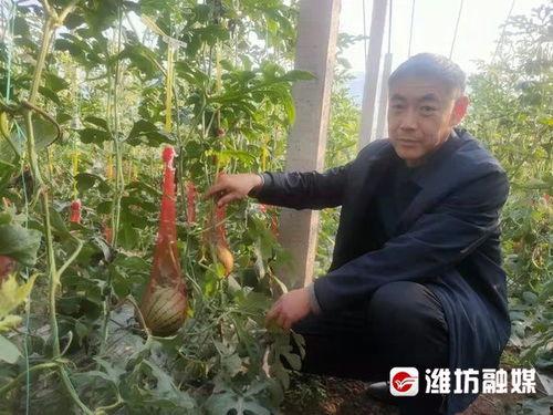 临朐吃瓜事件视频,一场引发热议的网络风波