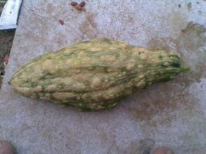 带你吃瓜鳄鱼,鳄鱼界的“吃瓜群众”