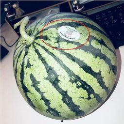 黑瓜头怎样吃,解锁独特吃法，尽享美味时光